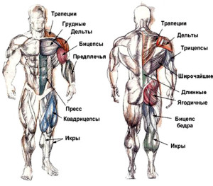 строение мышц