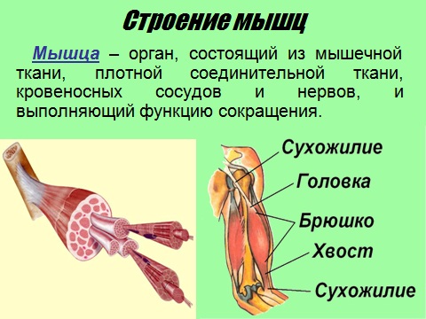 строение мышц